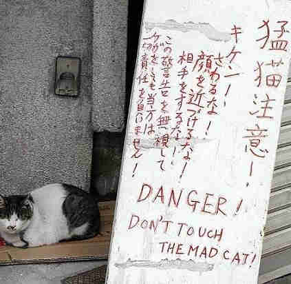 猛猫注意！
